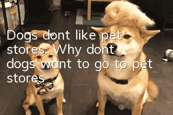 Dogs don’t like pet stores. Why don’t dogs want to go to pet stores?