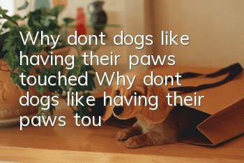 Why don’t dogs like having their paws touched? Why don’t dogs like having their paws touched by you?