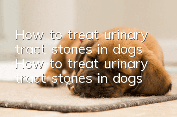 How to treat urinary tract stones in dogs How to treat urinary tract stones in dogs