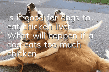 Is it good for dogs to eat chicken liver? What will happen if a dog eats too much chicken liver?