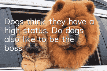 Dogs think they have a high status. Do dogs also like to be the boss?