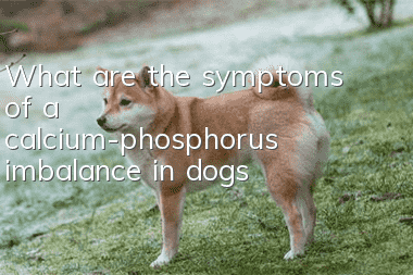 What are the symptoms of a calcium-phosphorus imbalance in dogs?
