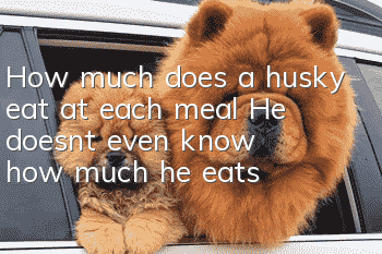 How much does a husky eat at each meal? He doesn’t even know how much he eats!