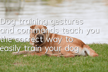 Dog training gestures and commands teach you the correct way to easily train your dog