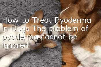 How to Treat Pyoderma in Dogs The problem of pyoderma cannot be ignored!