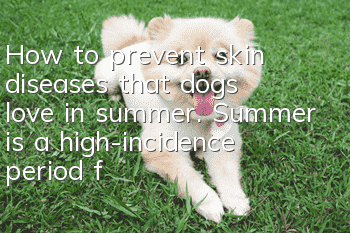 How to prevent skin diseases that dogs love in summer. Summer is a high-incidence period for bacterial growth!