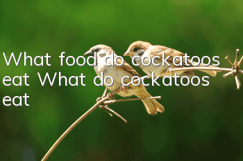 What food do cockatoos eat? What do cockatoos eat?