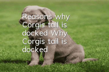 Reasons why Corgi's tail is docked Why Corgi's tail is docked