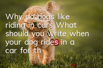 Why do dogs like riding in cars? What should you write when your dog rides in a car for the first time?