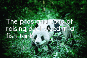 The pros and cons of raising duckweed in a fish tank