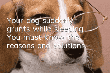 Your dog suddenly grunts while sleeping. You must know the reasons and solutions.