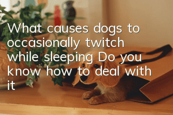 What causes dogs to occasionally twitch while sleeping? Do you know how to deal with it?