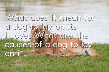 What does it mean for a dog to lay on its hooves? What are the causes of a dog to lay on its hooves?