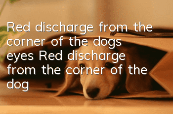 Red discharge from the corner of the dog’s eyes Red discharge from the corner of the dog’s eyes is a sign of disease!