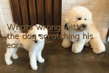 What's wrong with the dog scratching his ears?