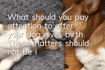 What should you pay attention to after your dog gives birth? These matters should not be ignored by the owner