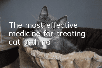 The most effective medicine for treating cat asthma
