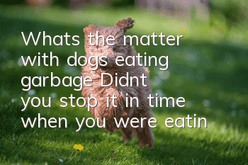 What's the matter with dogs eating garbage? Didn't you stop it in time when you were eating garbage?