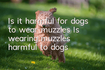 Is it harmful for dogs to wear muzzles? Is wearing muzzles harmful to dogs?