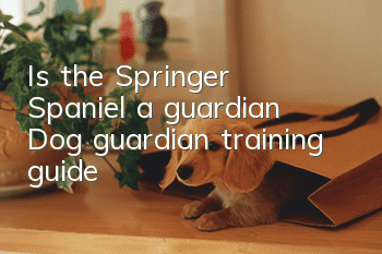 Is the Springer Spaniel a guardian? Dog guardian training guide