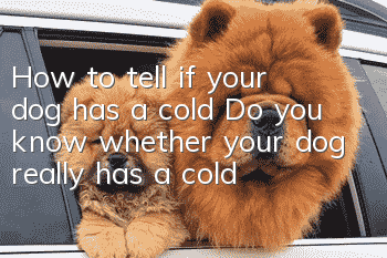 How to tell if your dog has a cold? Do you know whether your dog really has a cold?