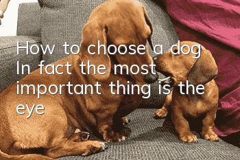 How to choose a dog? In fact, the most important thing is the eye!