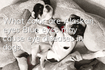 What color are Alaskan eyes? Blue eyes may cause eye diseases in dogs.