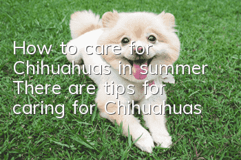 How to care for Chihuahuas in summer? There are tips for caring for Chihuahuas!