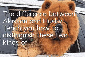 The difference between Alaskan and Husky. Teach you how to distinguish these two kinds of dogs.