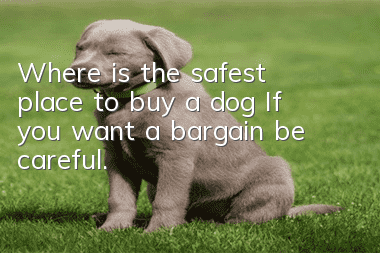 Where is the safest place to buy a dog? If you want a bargain, be careful.