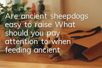 Are ancient sheepdogs easy to raise? What should you pay attention to when feeding ancient sheepdogs?