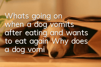 What's going on when a dog vomits after eating and wants to eat again? Why does a dog vomit up something?