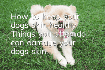 How to keep your dog’s skin healthy. Things you often do can damage your dog’s skin.