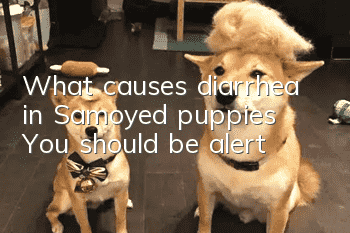What causes diarrhea in Samoyed puppies? You should be alert