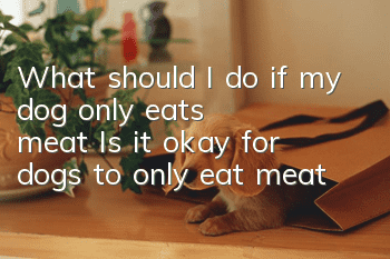 What should I do if my dog only eats meat? Is it okay for dogs to only eat meat?
