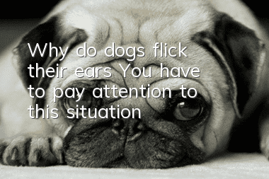 Why do dogs flick their ears? You have to pay attention to this situation!