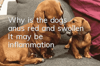 Why is the dog's anus red and swollen? It may be inflammation!