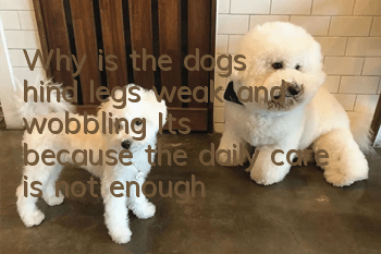 Why is the dog's hind legs weak and wobbling? It's because the daily care is not enough!