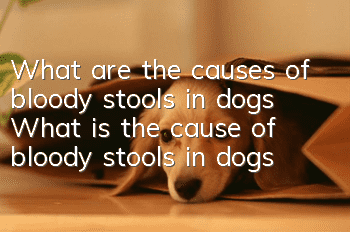 What are the causes of bloody stools in dogs? What is the cause of bloody stools in dogs?