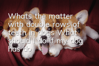 What's the matter with double rows of teeth in dogs? What should I do if my dog has double rows of teeth?