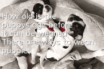 How old is the puppy’s age before it can be weaned? There are ways to wean puppies