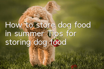How to store dog food in summer? Tips for storing dog food