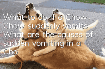 What to do if a Chow Chow suddenly vomits? What are the causes of sudden vomiting in a Chow Chow?