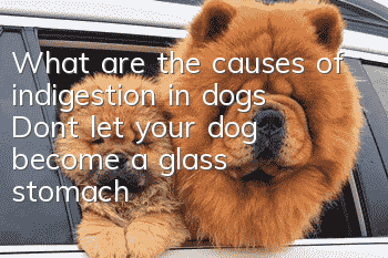 What are the causes of indigestion in dogs? Don’t let your dog become a “glass stomach”