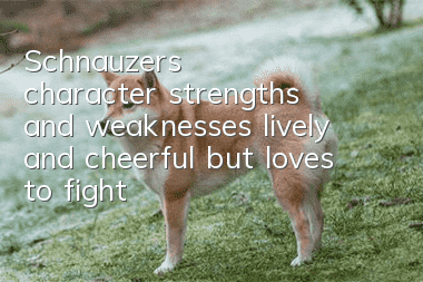 Schnauzer’s character strengths and weaknesses: lively and cheerful but loves to fight