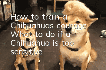 How to train a Chihuahua’s courage? What to do if a Chihuahua is too sensitive?