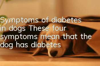 Symptoms of diabetes in dogs: These four symptoms mean that the dog has diabetes
