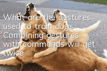 What are the gestures used to train dogs? Combining gestures with commands will get twice the result with half the effort.