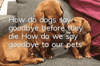 How do dogs say goodbye before they die? How do we say goodbye to our pets?
