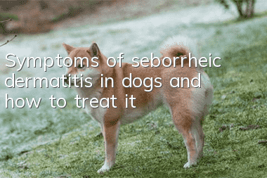 Symptoms of seborrheic dermatitis in dogs and how to treat it